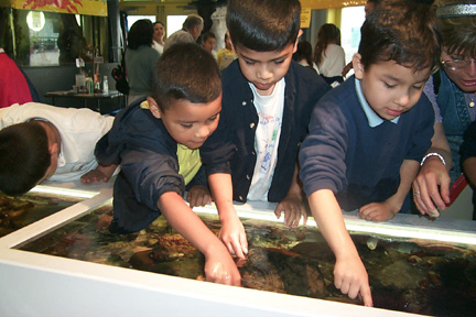 Boys at the Touch Tanks