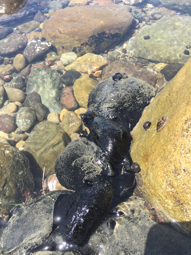 Black Sea Hare by iNaturalist user @KellyVaughn