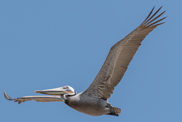 Brown Pelican by iNaturalist user @glmory