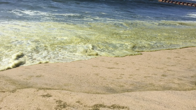 An image taken on 10/17 of the green-tinted surf at Playa del Rey. Image courtesy Morgan Schwartz