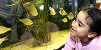 Heal the Bay's Santa Monica Pier Aquarium