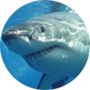 White sharks, though uncommon, have been spotted in the bay.