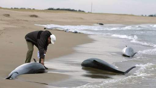 Mass dolphin strandings on the North coast of Peru