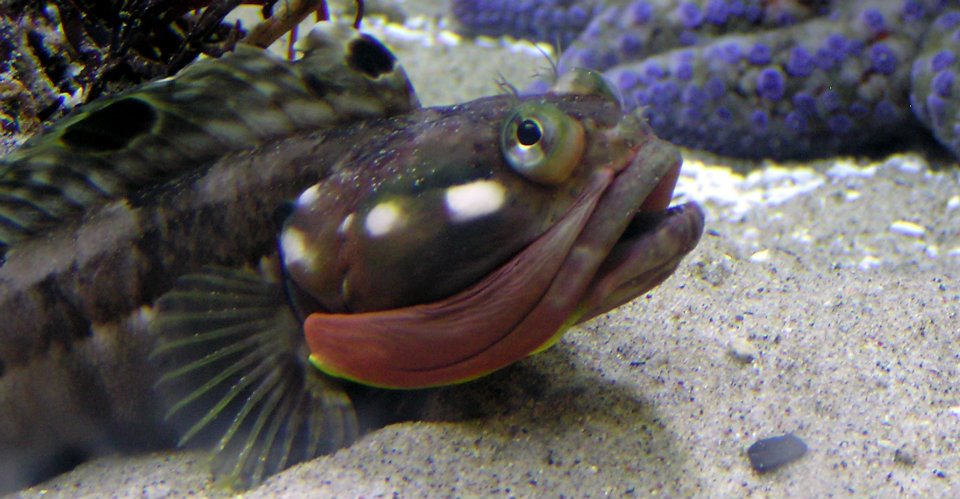 Prepare For National Sarcastic Fringehead Day Heal The Bay