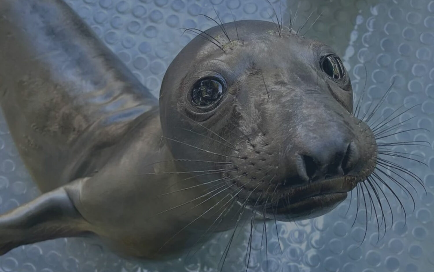 Heal the Bay Ocean & Watershed Protection in Los Angeles County