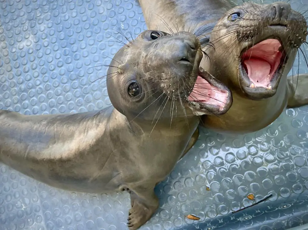 Sea lions are washing ashore sick, aggressive. How to help - Los Angeles  Times