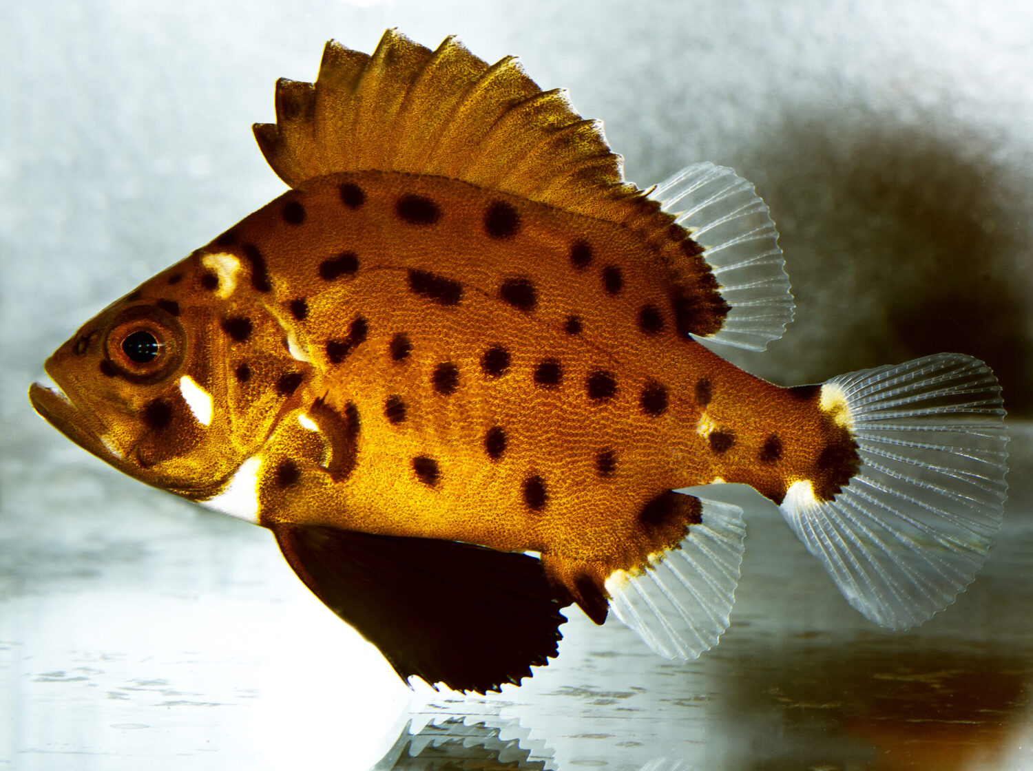 Raising, Researching, and Releasing a Baby Giant Sea Bass Heal the Bay