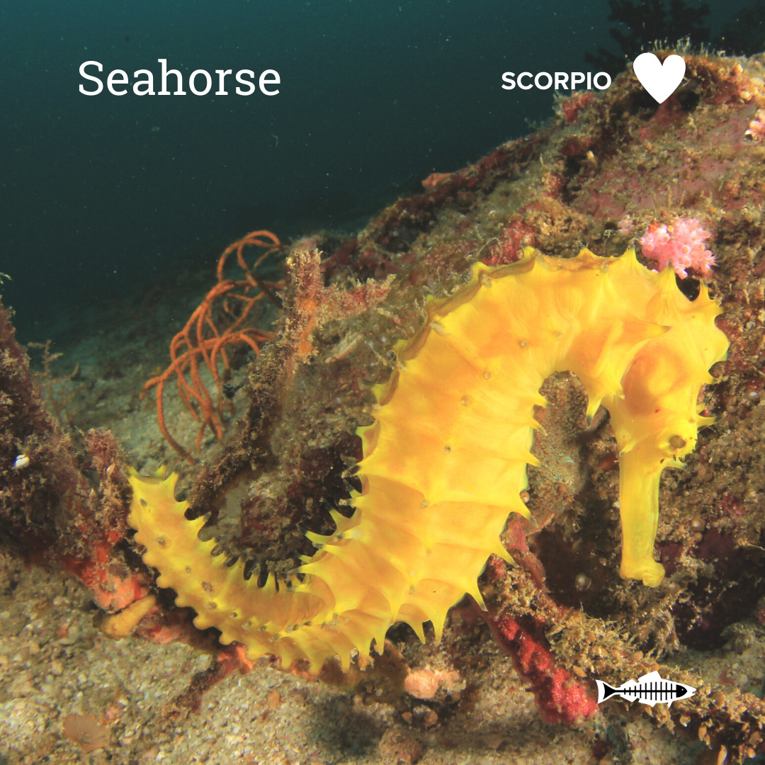 Scorpio Seahorse Heal the Bay Which Ocean Animal Are You Based On Your Sign