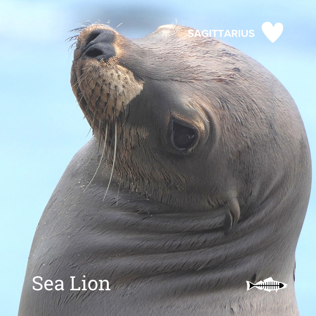 Sagittarius Sea Lion Heal the Bay Which Ocean Animal Are You Based On Your Sign