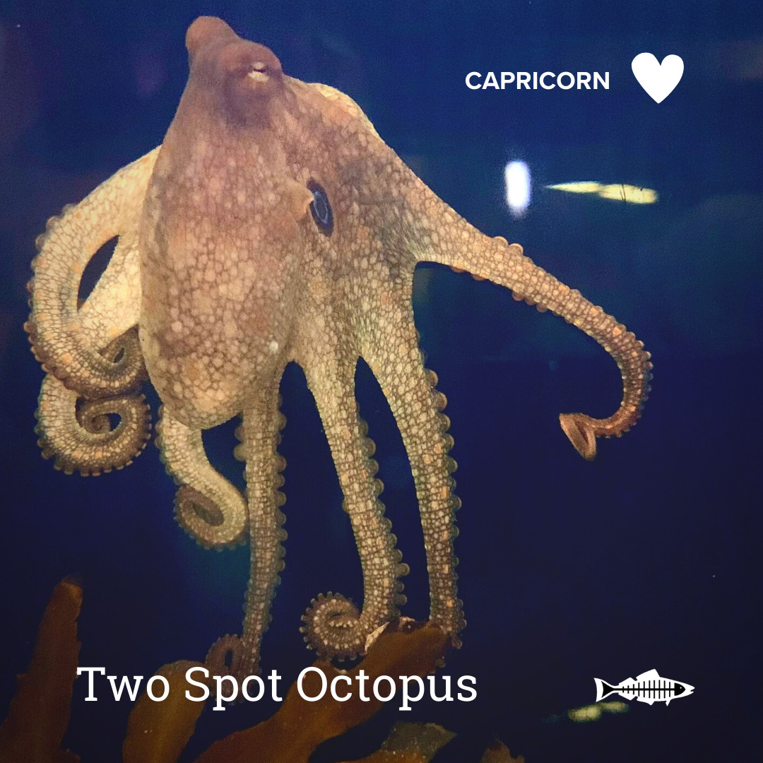 Capricorn Two Spot Octopus Heal the Bay Which Ocean Animal Are You Based On Your Sign