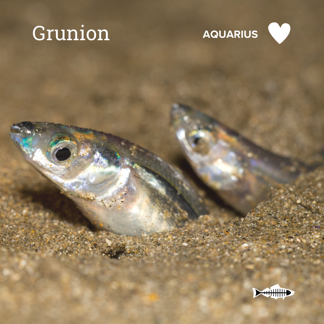 Aquarius Grunion Heal the Bay Which Ocean Animal Are You Based On Your Sign