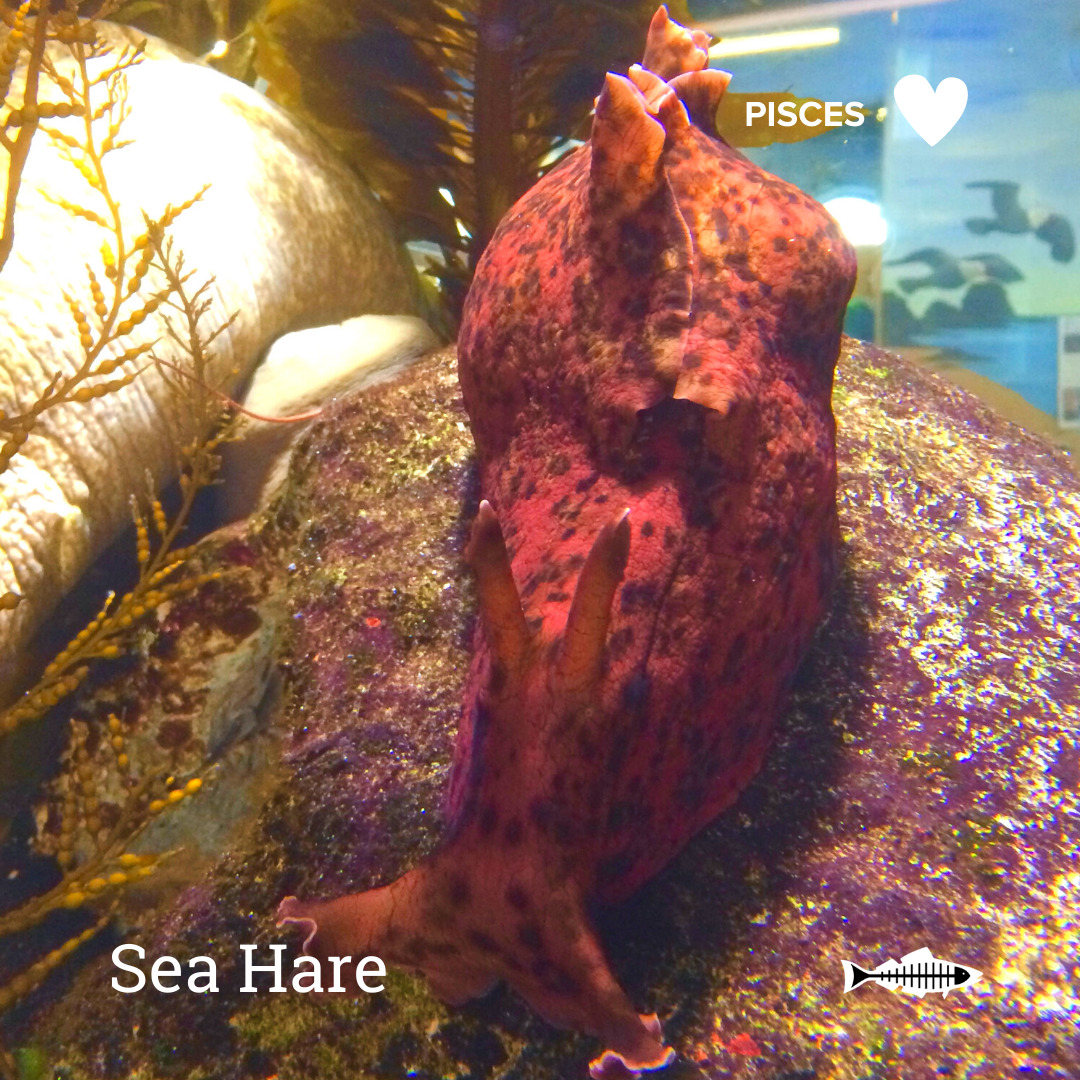 Pisces Sea Hare Heal the Bay Which Ocean Animal Are You Based On Your Sign