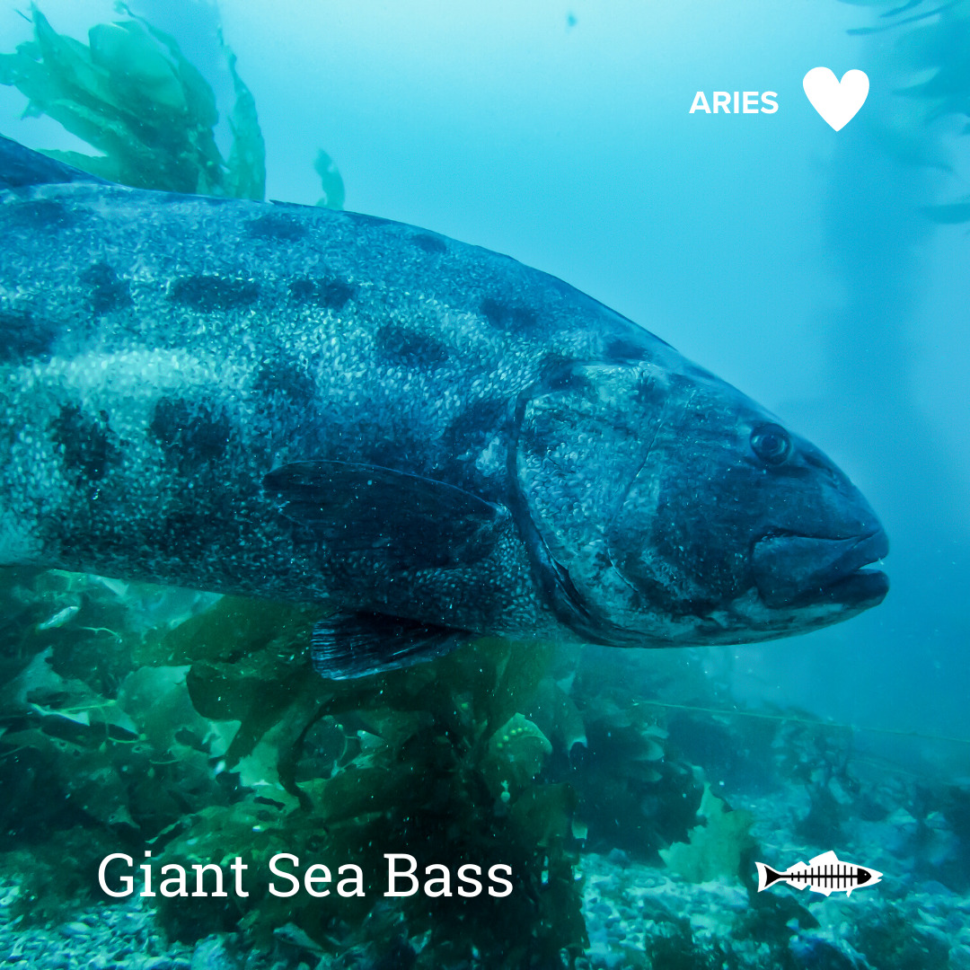 Aries Giant Sea Bass Heal the Bay Which Ocean Animal Are You Based On Your SIgn