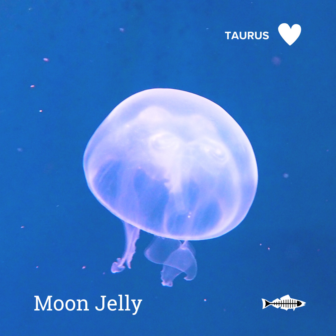 Taurus Moon Jelly Heal the Bay Which Ocean Animal Are You Based On Your Sign