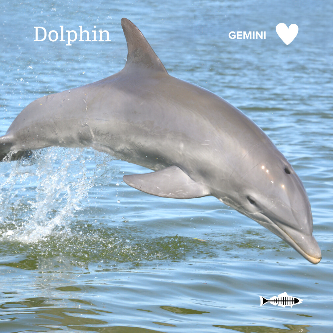 Gemini Bottlenose Dolphin Heal the Bay Which Ocean Animal Are You Based On Your Sign
