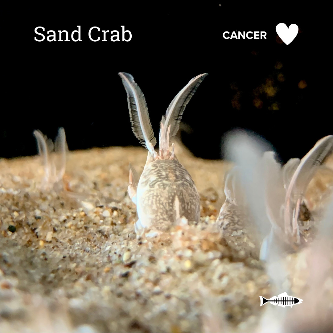 Cancer Sand Crab Heal the Bay Which Ocean Animal Are You Based On Your Sign