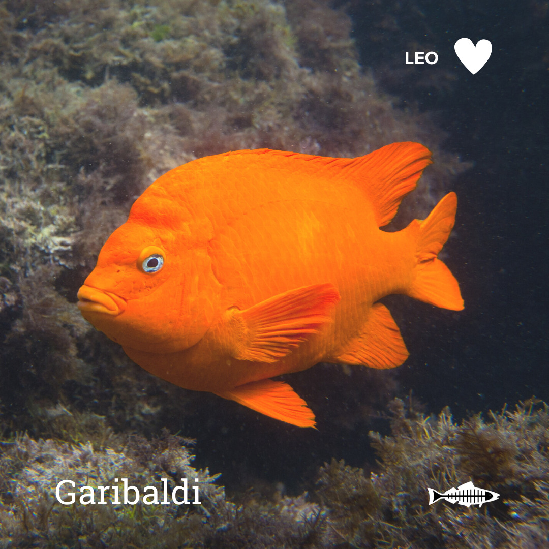 Leo Garibaldi Heal the Bay Which Ocean Animal Are You Based On Your Sign