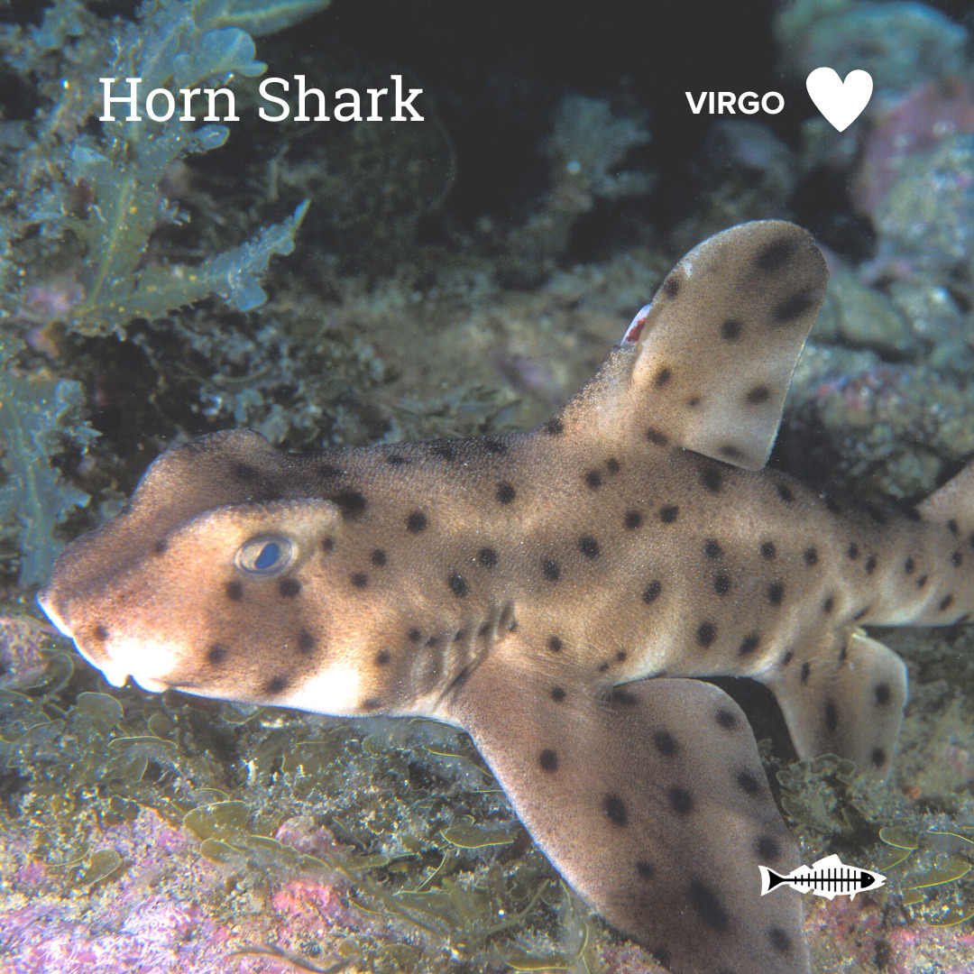 Virgo Horn Shark Heal the Bay Which Ocean Animal Are You Based On Your Sign