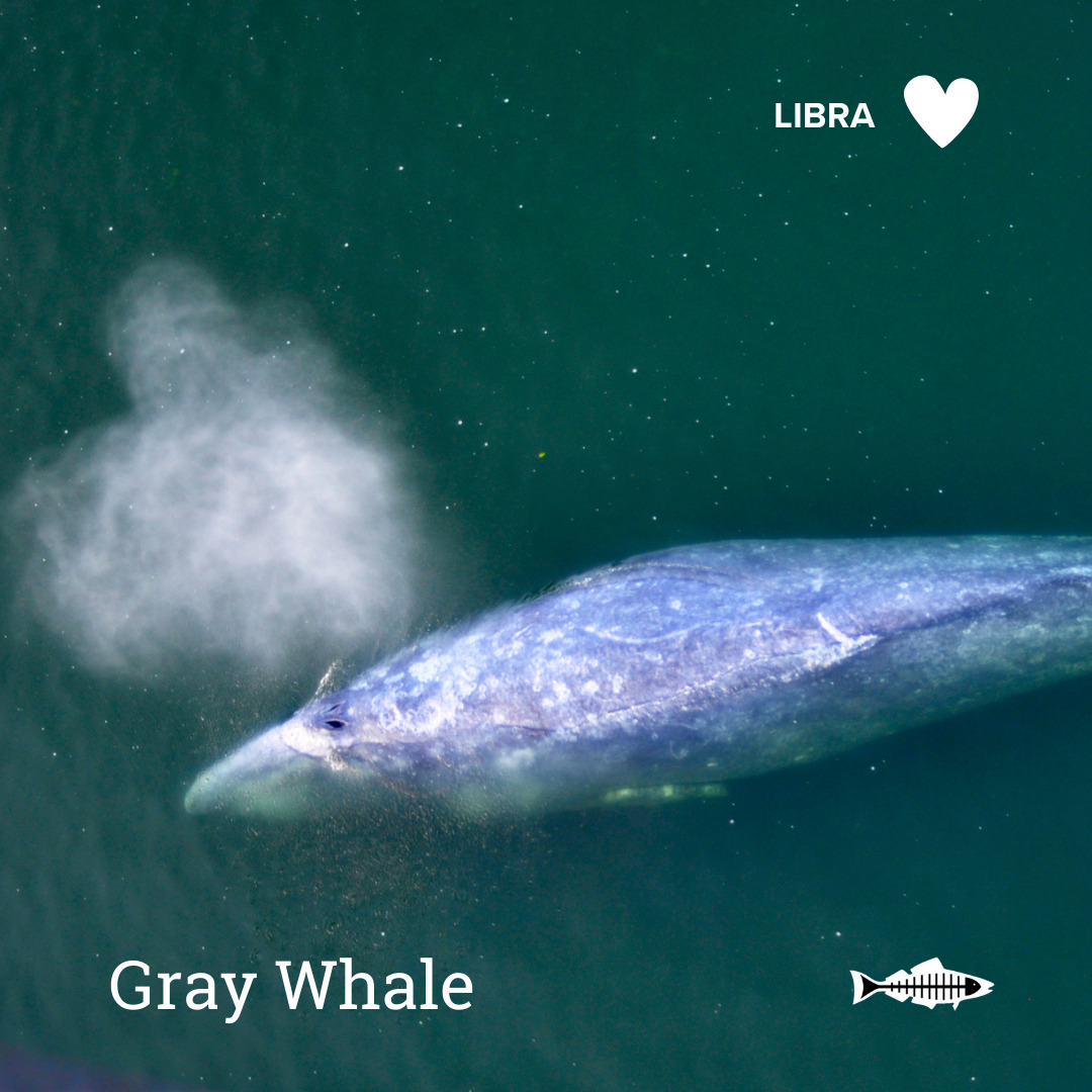 Libra Gray Whale Heal the Bay Which Ocean Animal Are You Based On Your Sign