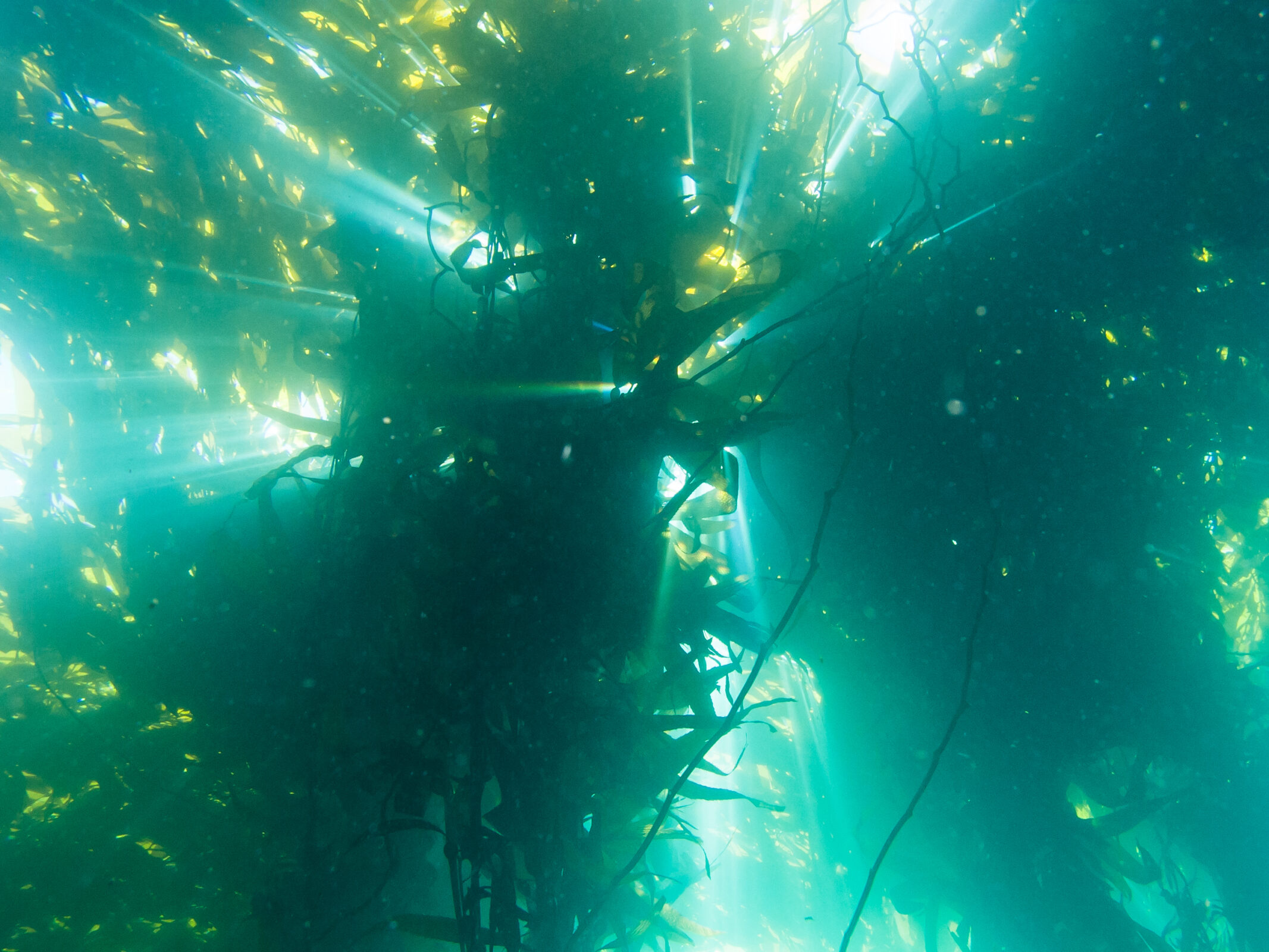 Sunshine shining through underwater kelp forest in Channel Islands California