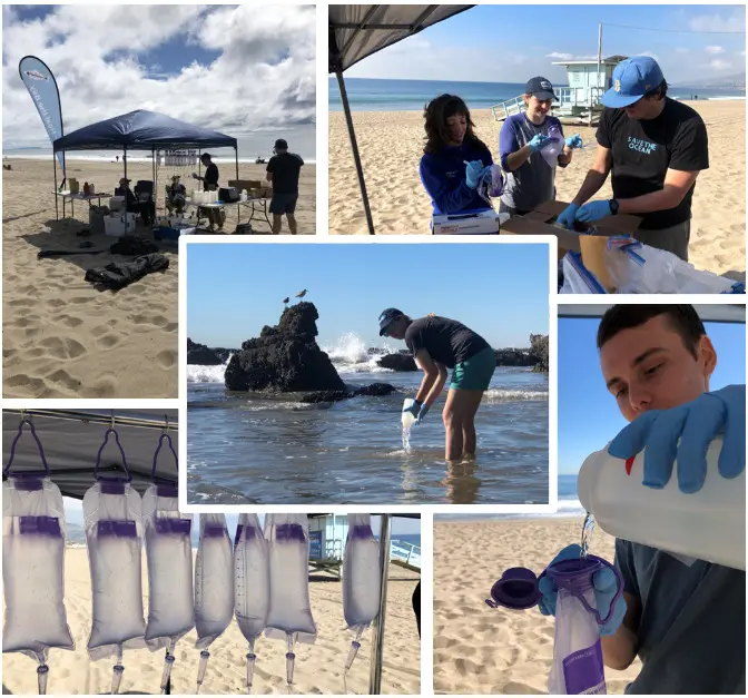 Ocean Critters at Zuma Beach