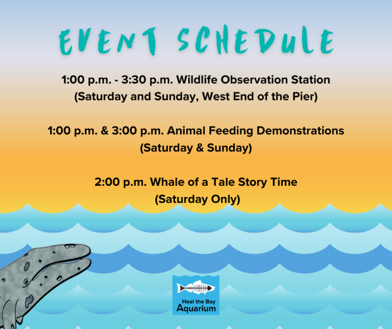 Event Schedule 1:00 p.m. - 3:30 p.m. Wildlife Observation Station (Saturday and Sunday, West End of the Pier) 1:00 p.m. & 3:00 p.m. Animal Feeding Demonstrations (Saturday & Sunday) 2:00 p.m. Whale of a Tale Story Time (Saturday Only)