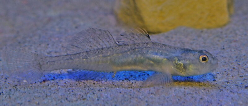 Saving Tidewater Gobies: Rescue After Palisades Fire - Heal the Bay