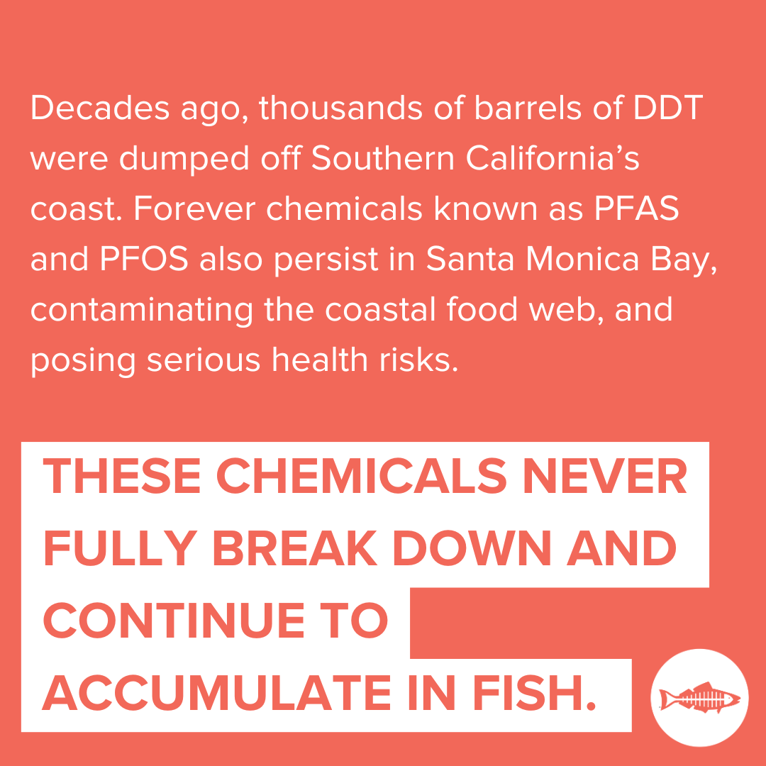 Decades ago, thousands of barrels of DDT were dumped off Southern California’s coast. Forever chemicals known as PFAS and PFOS also persist in Santa Monica Bay, contaminating the coastal food web, and posing serious health risks. These chemicals never fully break down and continue to accumulate in fish.